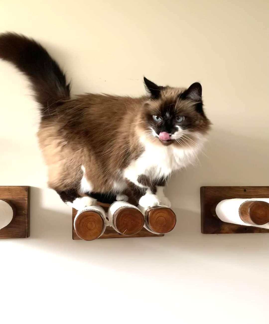 Cat Perch in Walnut - wall mounted